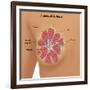 Anatomy of the Breast-Gwen Shockey-Framed Giclee Print