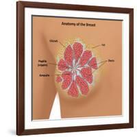 Anatomy of the Breast-Gwen Shockey-Framed Giclee Print