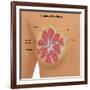 Anatomy of the Breast-Gwen Shockey-Framed Giclee Print