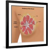 Anatomy of the Breast-Gwen Shockey-Framed Giclee Print