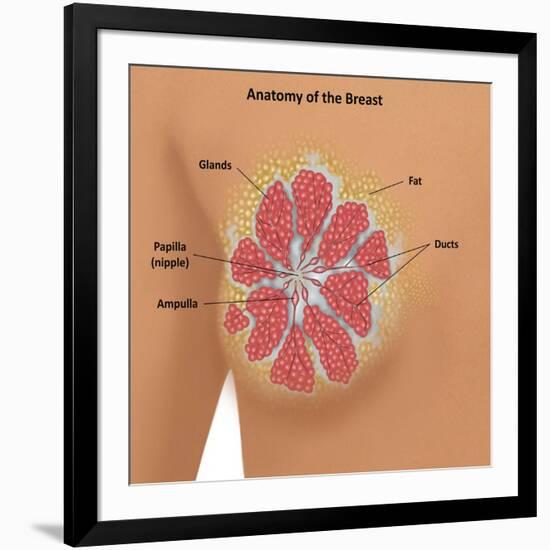 Anatomy of the Breast-Gwen Shockey-Framed Giclee Print