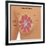 Anatomy of the Breast-Gwen Shockey-Framed Giclee Print