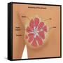 Anatomy of the Breast-Gwen Shockey-Framed Stretched Canvas