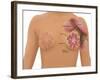 Anatomy of the Breast-Gwen Shockey-Framed Giclee Print