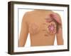 Anatomy of the Breast-Gwen Shockey-Framed Giclee Print