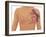 Anatomy of the Breast-Gwen Shockey-Framed Giclee Print