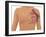 Anatomy of the Breast-Gwen Shockey-Framed Giclee Print