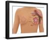 Anatomy of the Breast-Gwen Shockey-Framed Giclee Print