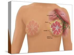 Anatomy of the Breast-Gwen Shockey-Stretched Canvas