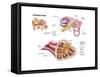 Anatomy of the Cochlear Duct in the Human Ear-null-Framed Stretched Canvas