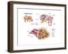 Anatomy of the Cochlear Duct in the Human Ear-null-Framed Art Print