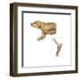 Anatomy of the Dog Elbow with Lateral Zoom-null-Framed Art Print