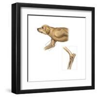 Anatomy of the Dog Elbow with Lateral Zoom-null-Framed Art Print