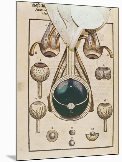 Anatomy of the Eye, from Ophthalmodouleia by Georg Bartisch-null-Mounted Giclee Print