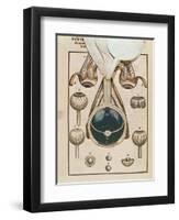 Anatomy of the Eye, from Ophthalmodouleia by Georg Bartisch-null-Framed Giclee Print