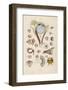 Anatomy of the Eyes-E. Guerin-Framed Photographic Print