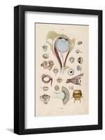 Anatomy of the Eyes-E. Guerin-Framed Photographic Print