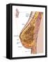 Anatomy of the Female Breast-Stocktrek Images-Framed Stretched Canvas
