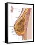 Anatomy of the Female Breast-Stocktrek Images-Framed Stretched Canvas