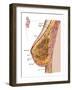 Anatomy of the Female Breast-Stocktrek Images-Framed Photographic Print