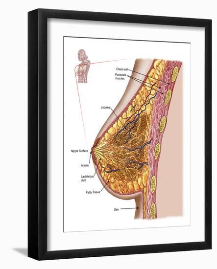 Anatomy of the Female Breast-Stocktrek Images-Framed Photographic Print