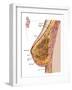 Anatomy of the Female Breast-Stocktrek Images-Framed Photographic Print