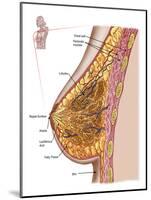 Anatomy of the Female Breast-Stocktrek Images-Mounted Photographic Print