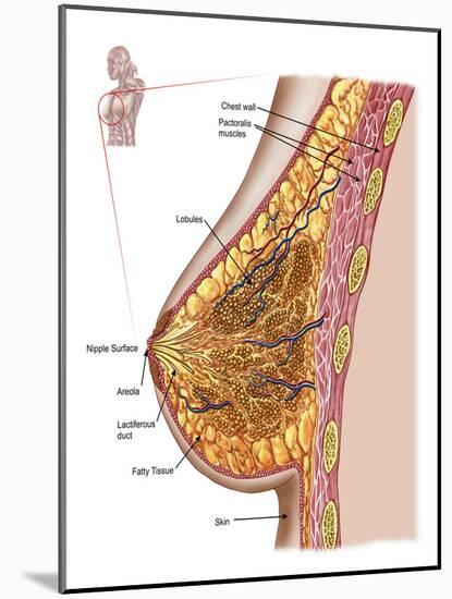 Anatomy of the Female Breast-Stocktrek Images-Mounted Photographic Print