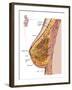 Anatomy of the Female Breast-Stocktrek Images-Framed Photographic Print