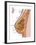 Anatomy of the Female Breast-Stocktrek Images-Framed Photographic Print