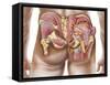 Anatomy of the Gluteal Muscles in the Human Buttocks-null-Framed Stretched Canvas