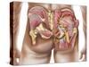 Anatomy of the Gluteal Muscles in the Human Buttocks-null-Stretched Canvas