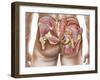 Anatomy of the Gluteal Muscles in the Human Buttocks-null-Framed Art Print