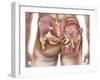 Anatomy of the Gluteal Muscles in the Human Buttocks-null-Framed Art Print