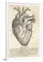 Anatomy of the Heart-null-Framed Photographic Print