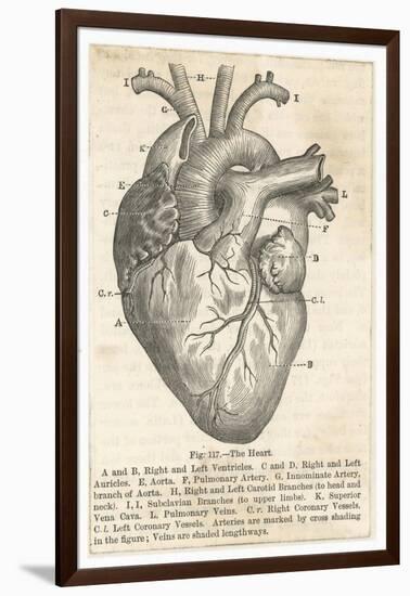 Anatomy of the Heart-null-Framed Photographic Print