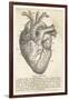 Anatomy of the Heart-null-Framed Photographic Print