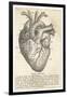 Anatomy of the Heart-null-Framed Photographic Print