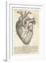 Anatomy of the Heart-null-Framed Photographic Print