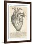 Anatomy of the Heart-null-Framed Photographic Print