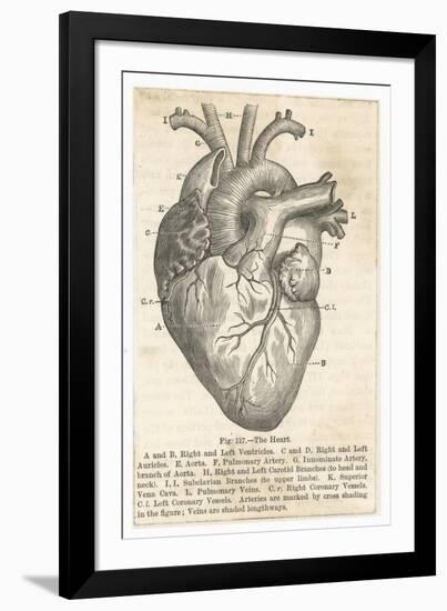 Anatomy of the Heart-null-Framed Photographic Print