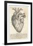 Anatomy of the Heart-null-Framed Photographic Print