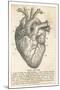 Anatomy of the Heart-null-Mounted Photographic Print