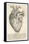 Anatomy of the Heart-null-Framed Stretched Canvas
