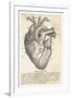 Anatomy of the Heart-null-Framed Premium Photographic Print