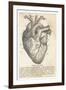 Anatomy of the Heart-null-Framed Premium Photographic Print