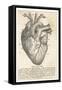 Anatomy of the Heart-null-Framed Stretched Canvas