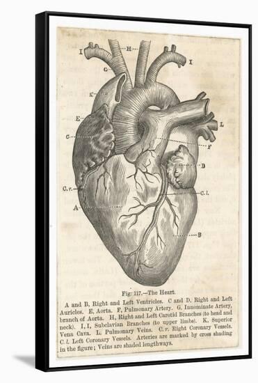 Anatomy of the Heart-null-Framed Stretched Canvas