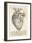 Anatomy of the Heart-null-Framed Photographic Print