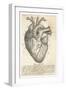 Anatomy of the Heart-null-Framed Photographic Print